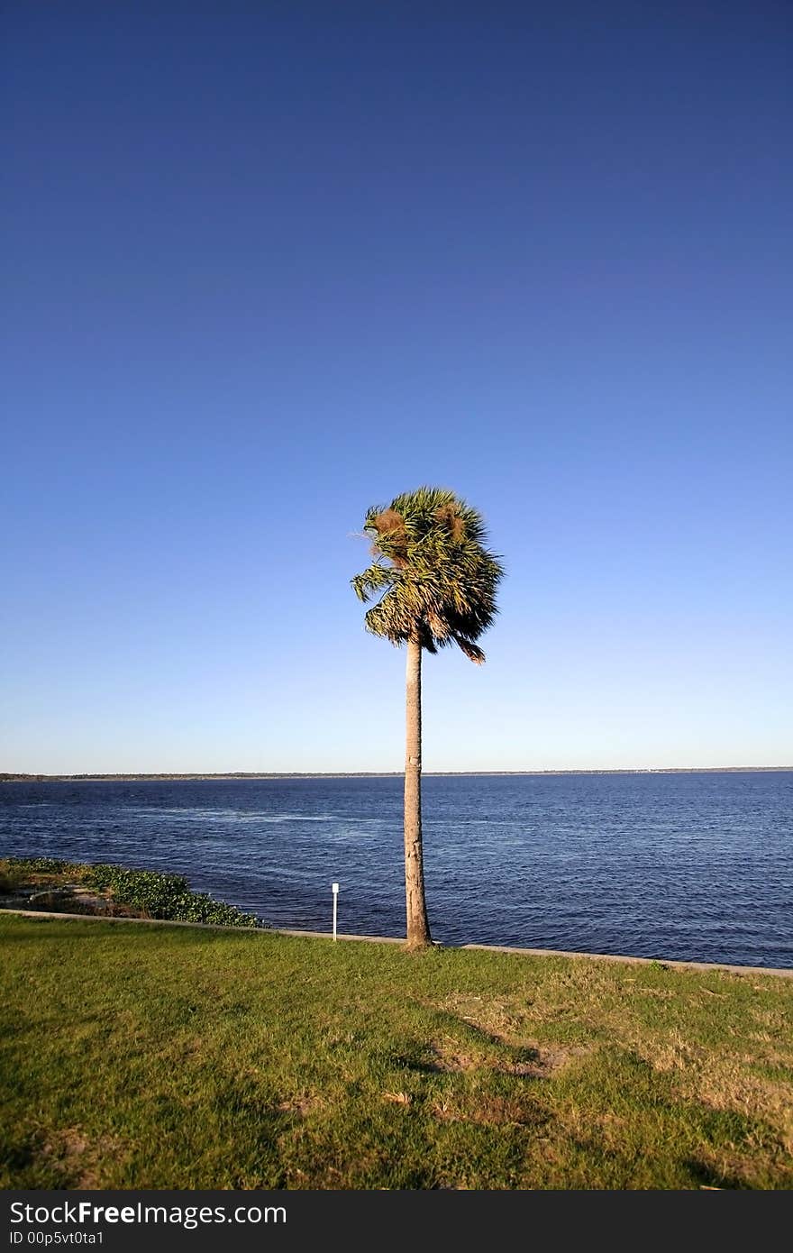 Single palm tree by the lake during hot summer day