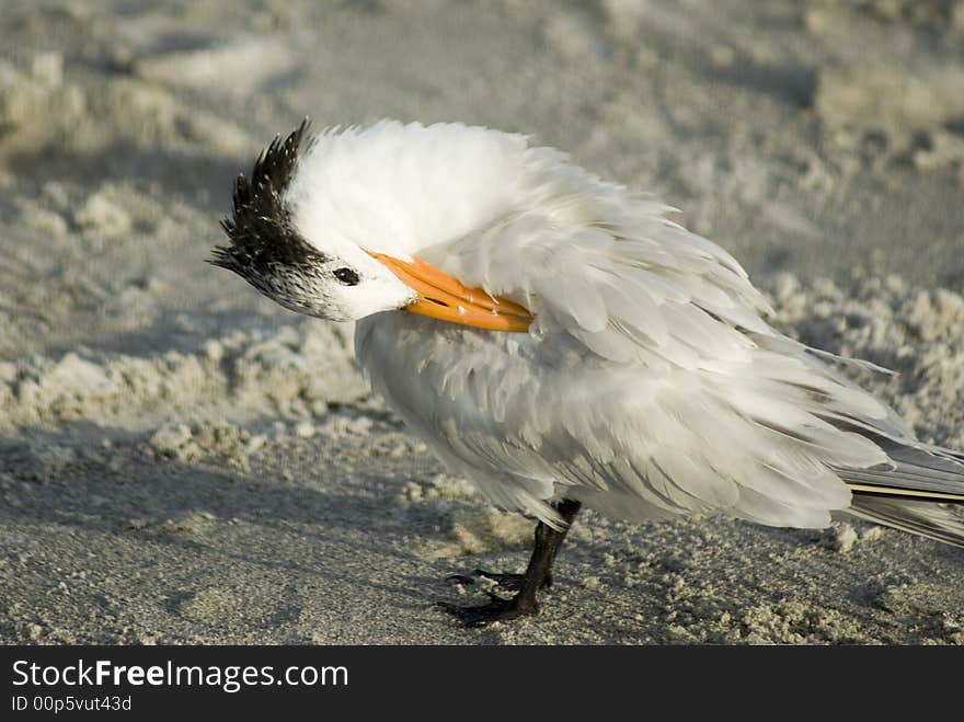 Preening Royal Tern