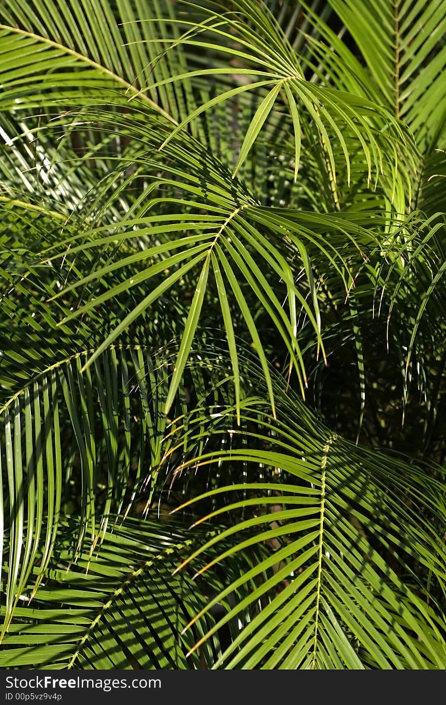 Close up shot of palm trees Good for background use. Close up shot of palm trees Good for background use.