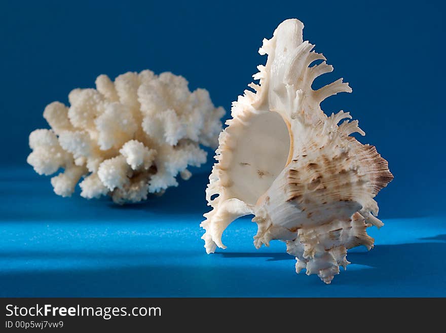 Seashell and coral on blue background