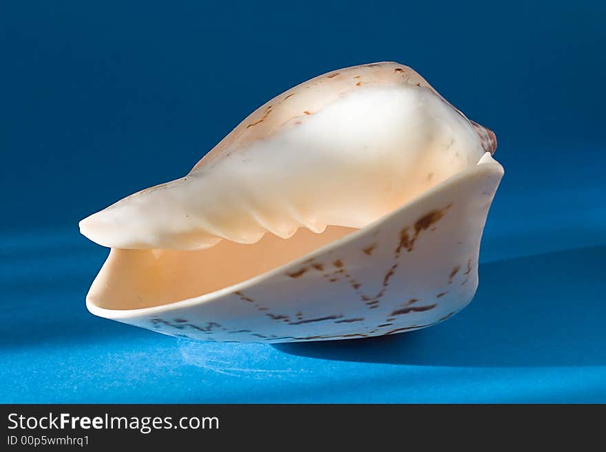 Seashell like beak on blue background under sun light