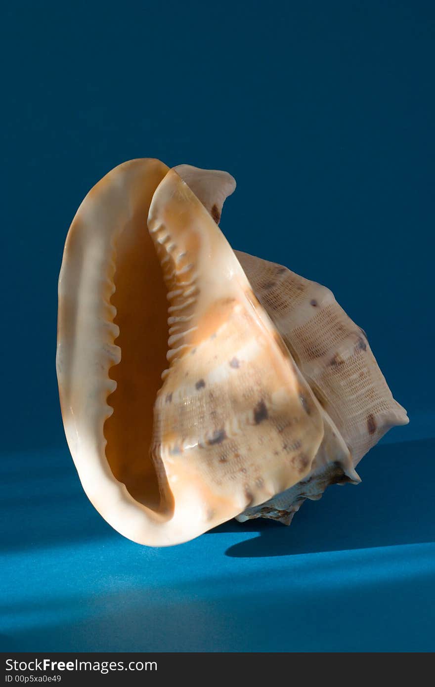 Seashell on blue background under sunbeams