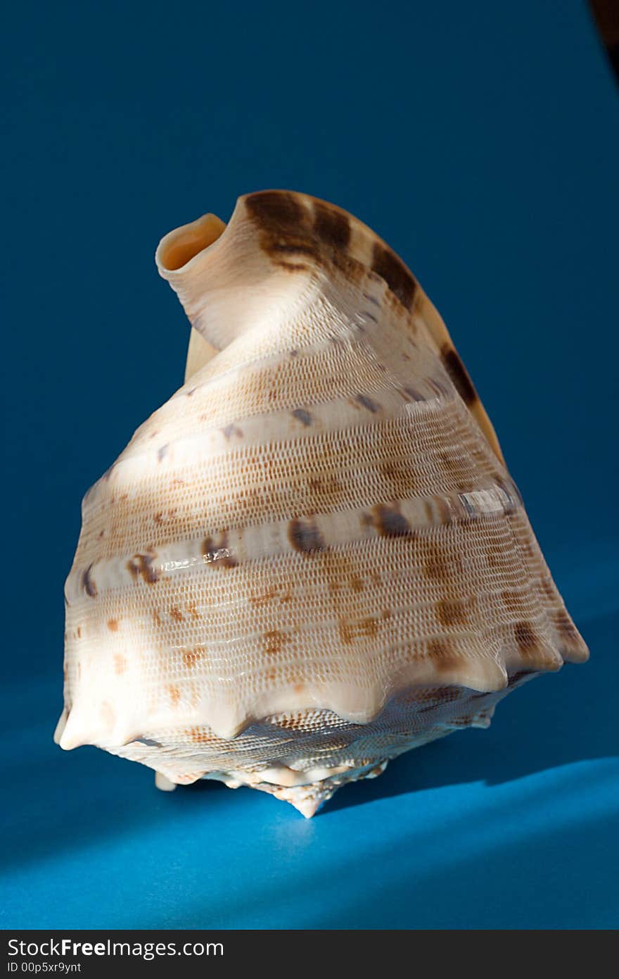 Tigra seashell on blue background