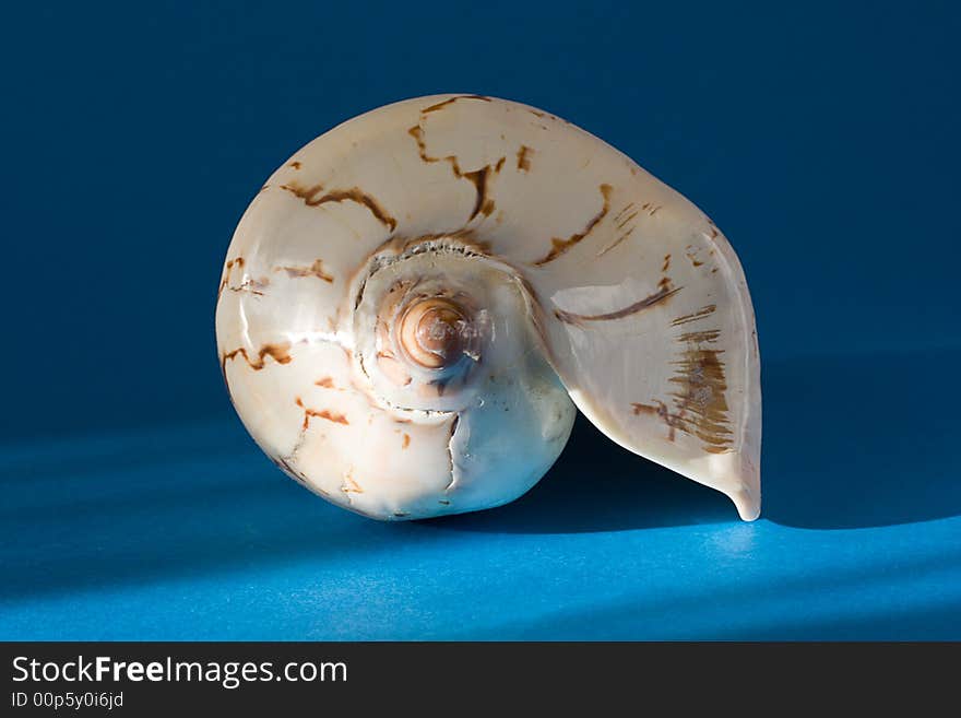 Seashell on blue background under sunbeam