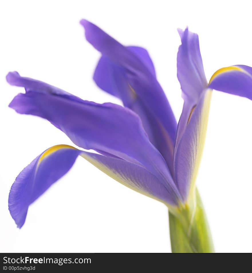 Studio close up of flower