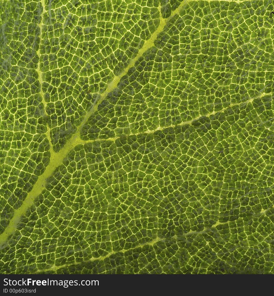 Studio shot of leaf showing details. Studio shot of leaf showing details