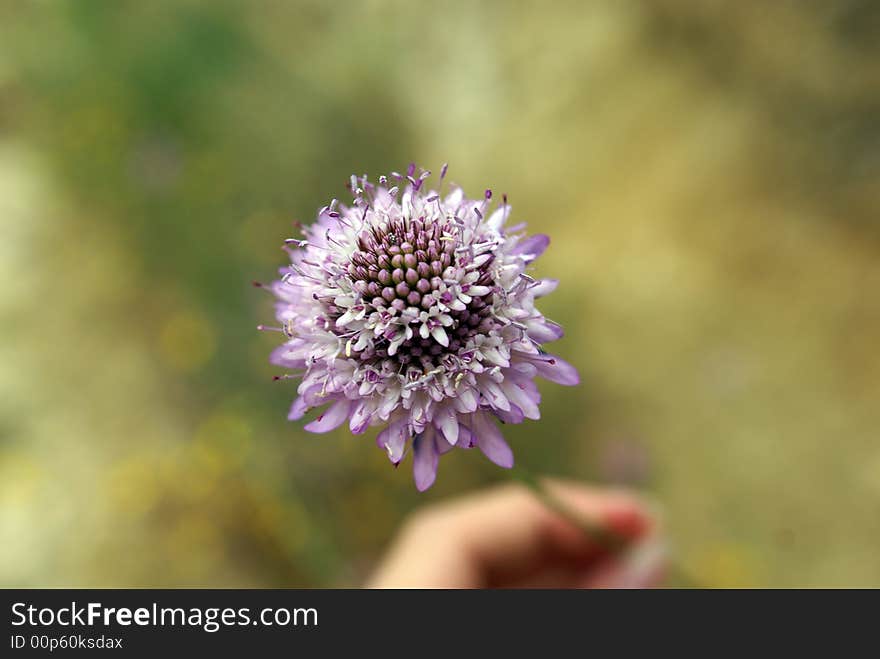 Purple Flower