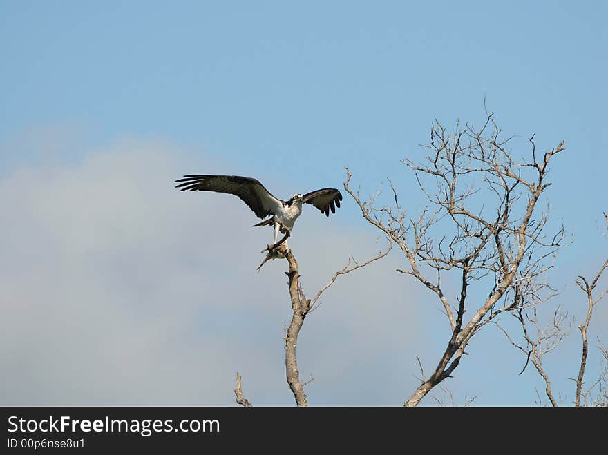 Osprey And Fish