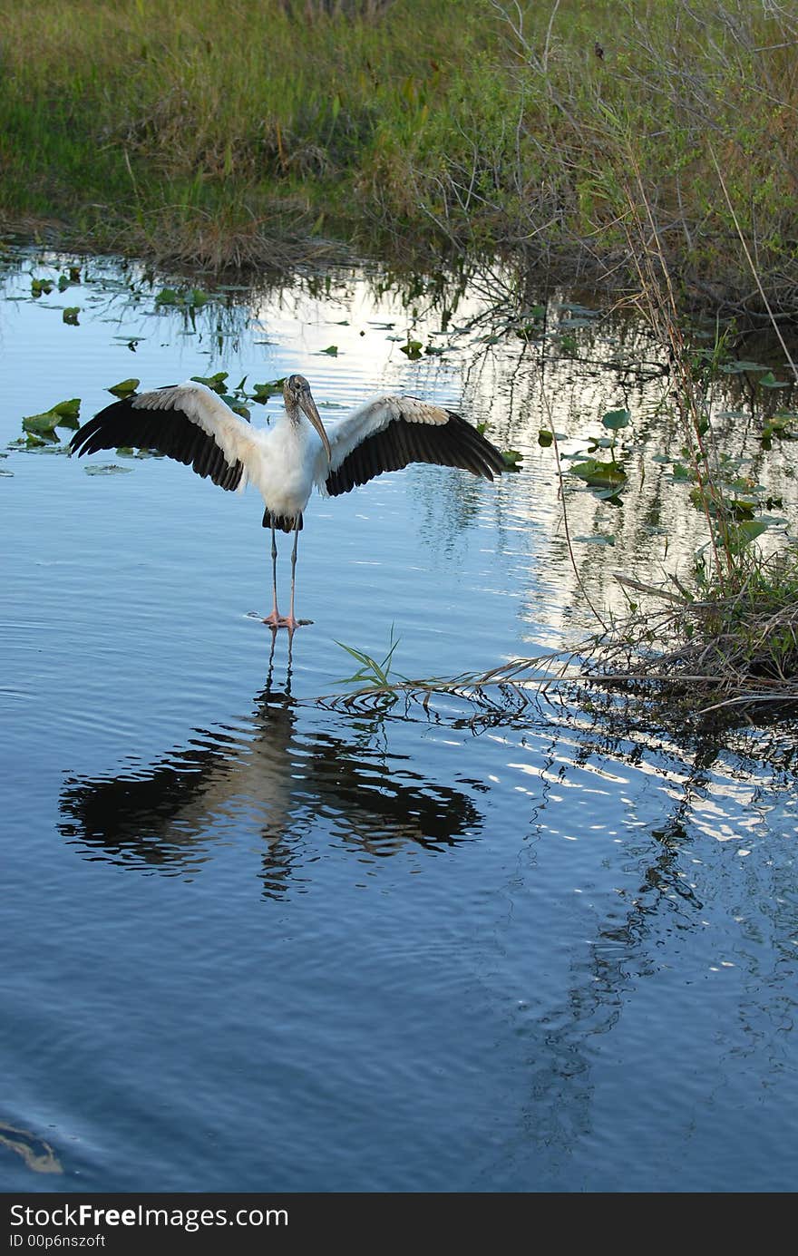 Wood Stork