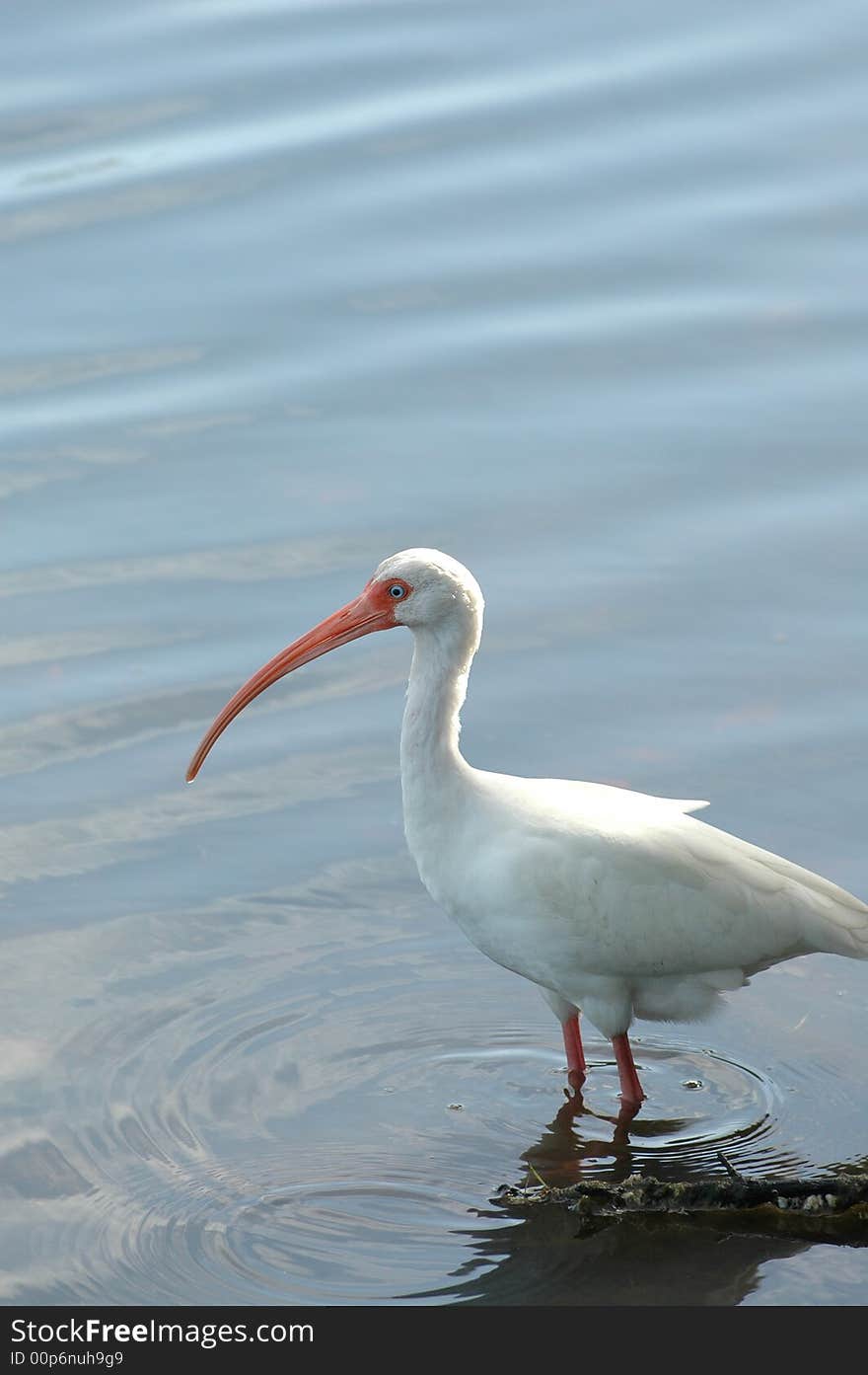 A white ibis wading in shallow water in search of a passing meal.