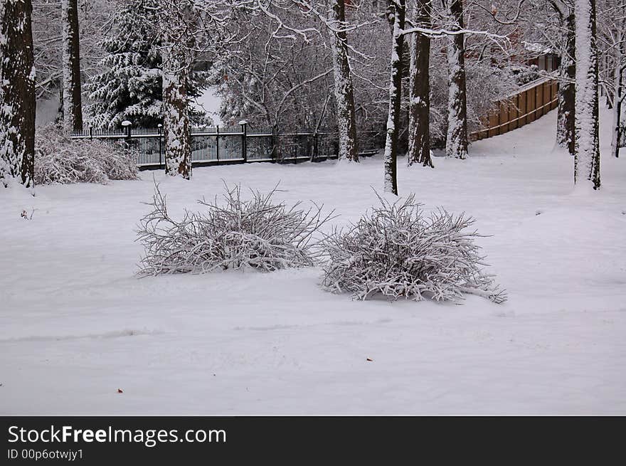 Bushes Covered In Snow