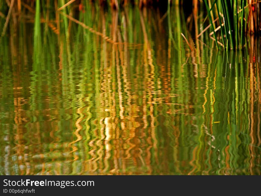 Reflection Of Tall Grass In The Pond