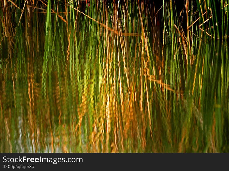 Reflection of tall grass in the ponds