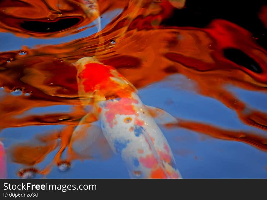 Koi fish swimming in the pond