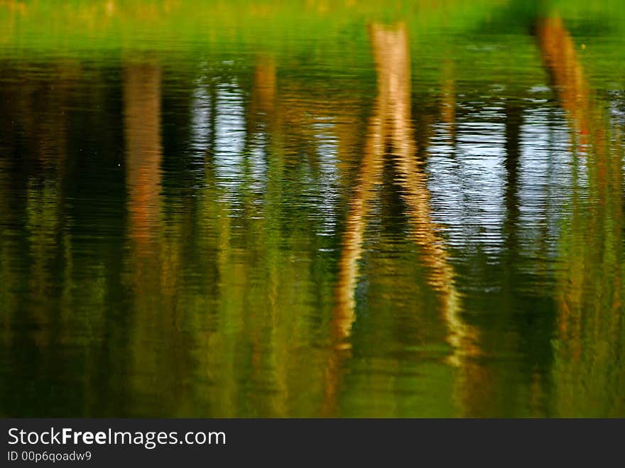 Tree Reflection In The Pond