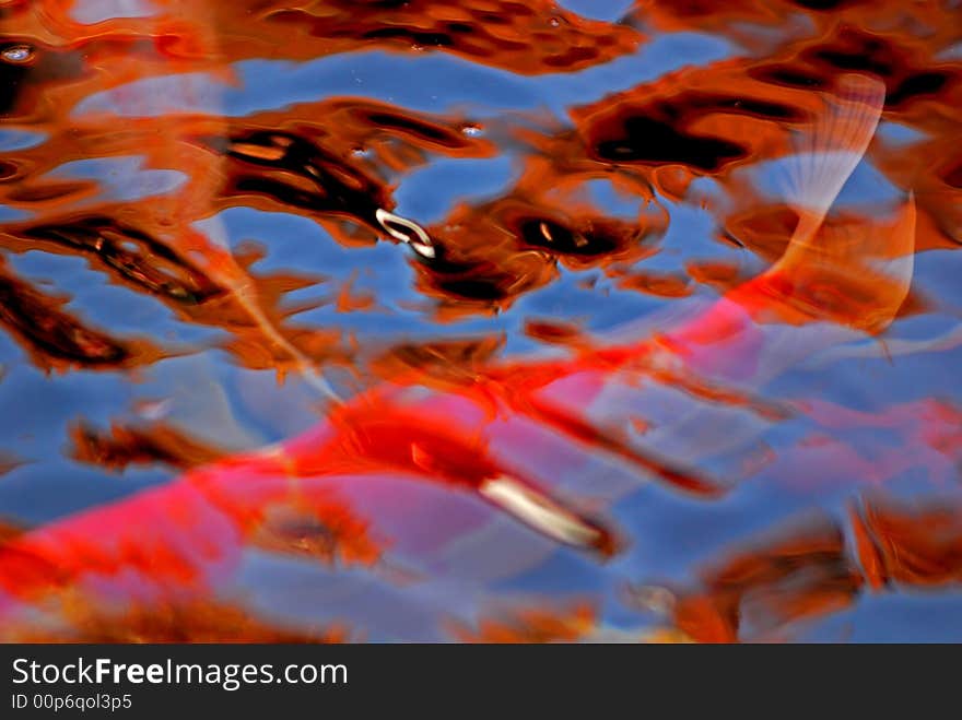 Koi fish swimming in the ponds