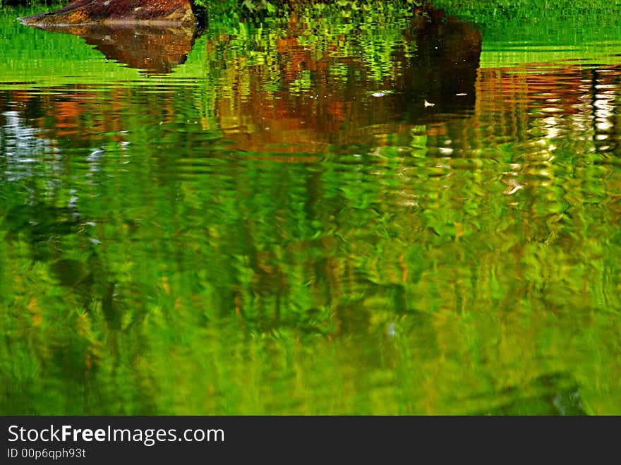 Rock And Grass Reflection In The Pond