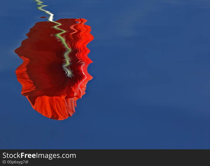 Poppy in the sun and water