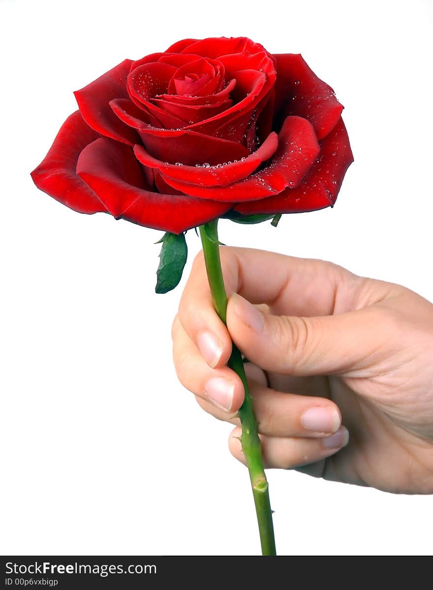 Close-up of a red rose with droplets