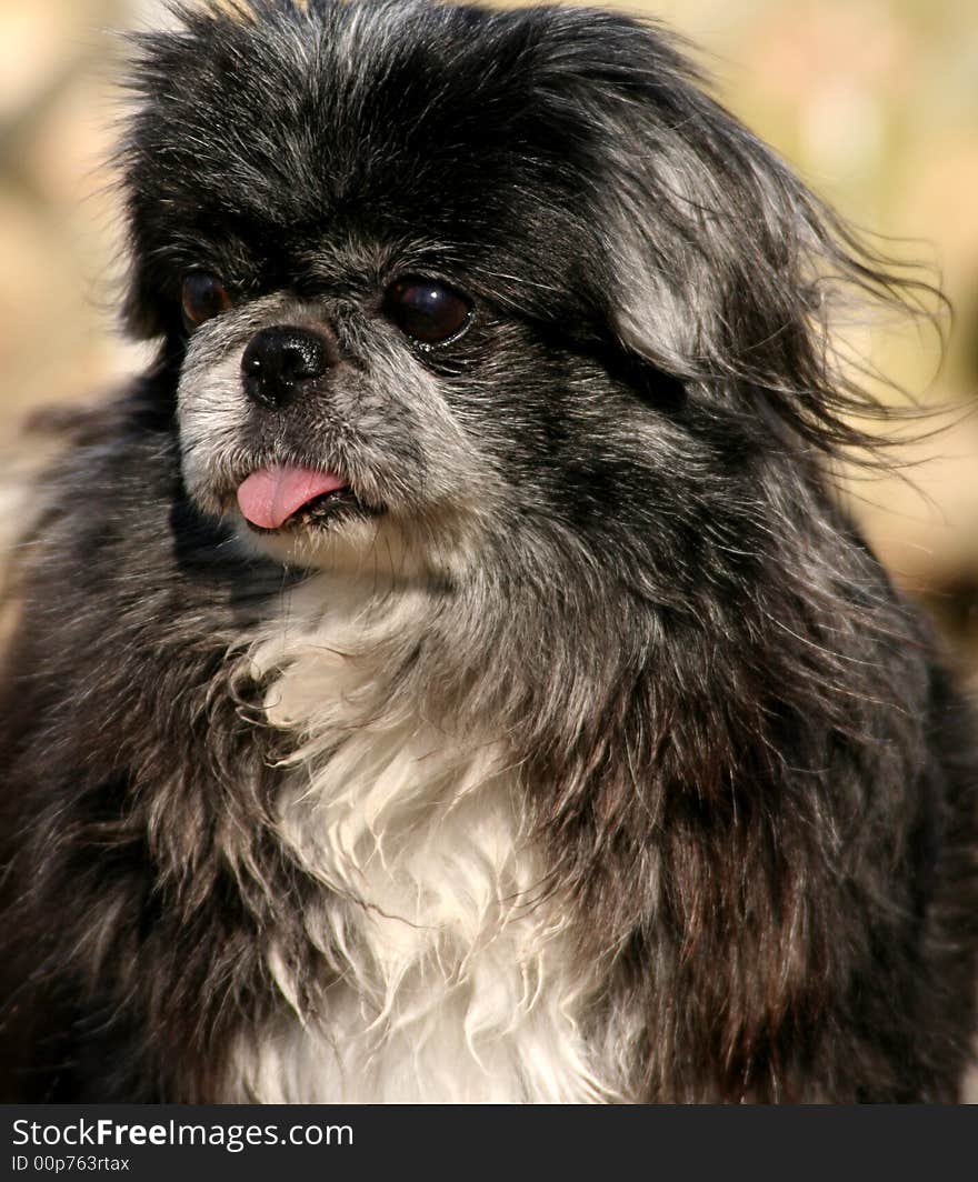 Small black pekingnse dog turning grey.