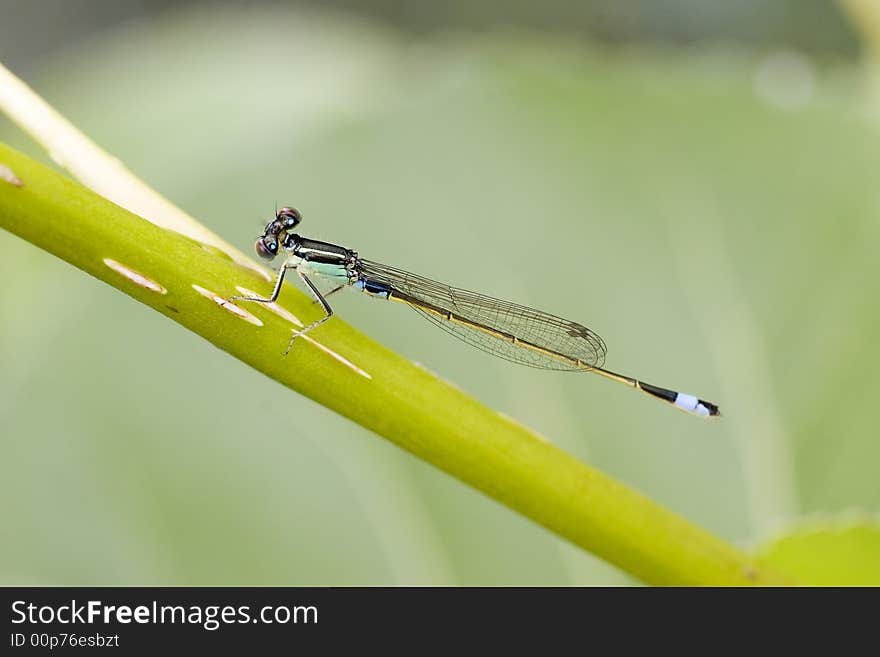 Damselfly