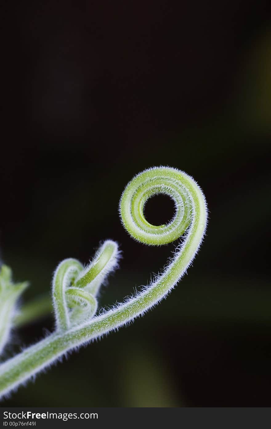 A round tendril of cushaw