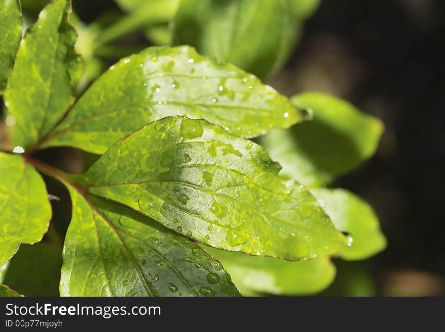 Raindrops on leaves in a garden. Raindrops on leaves in a garden.