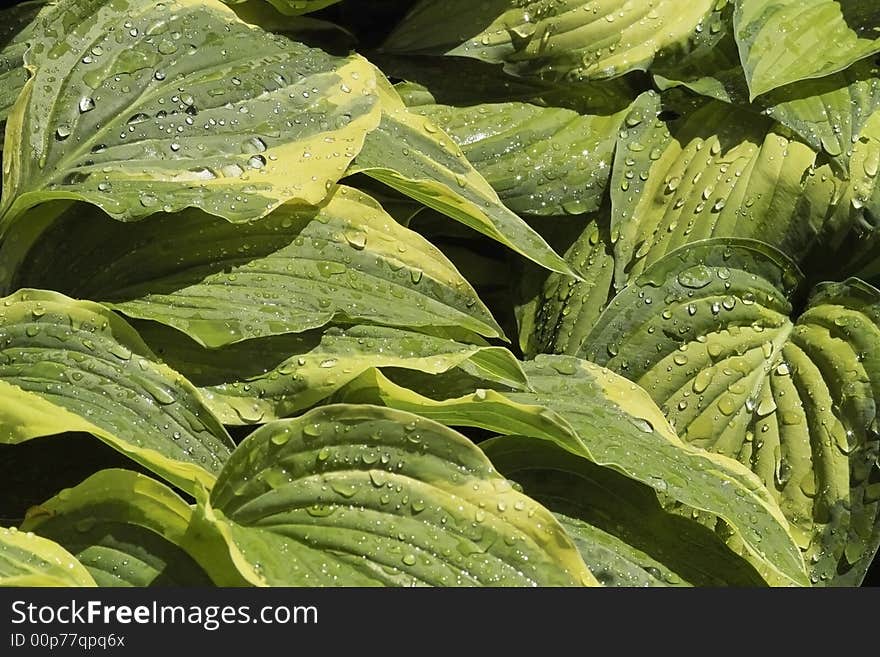 Raindrops on leaves in a garden. Raindrops on leaves in a garden.