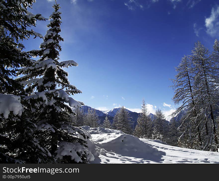 A fire-tree forest covered by fresh snow in the Alps. A fire-tree forest covered by fresh snow in the Alps