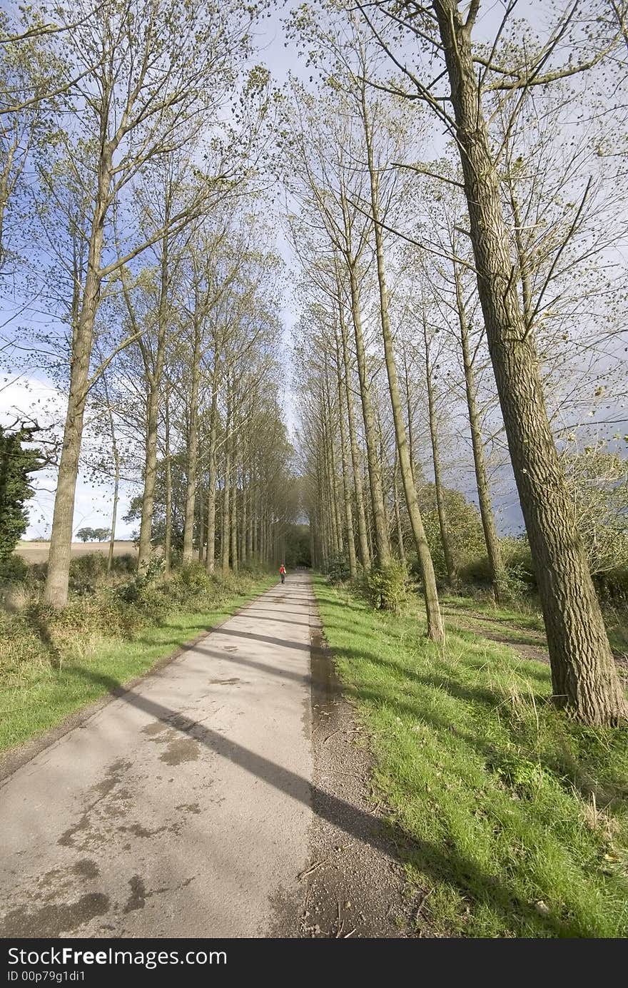 A country road through an avenue of trees.