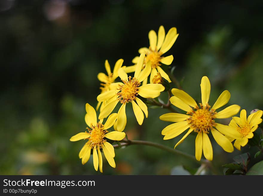 Chrysanthemums