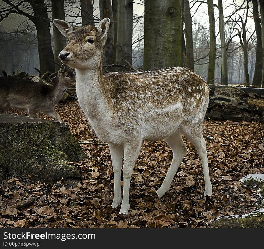 Deer in a Forest winter roe deer