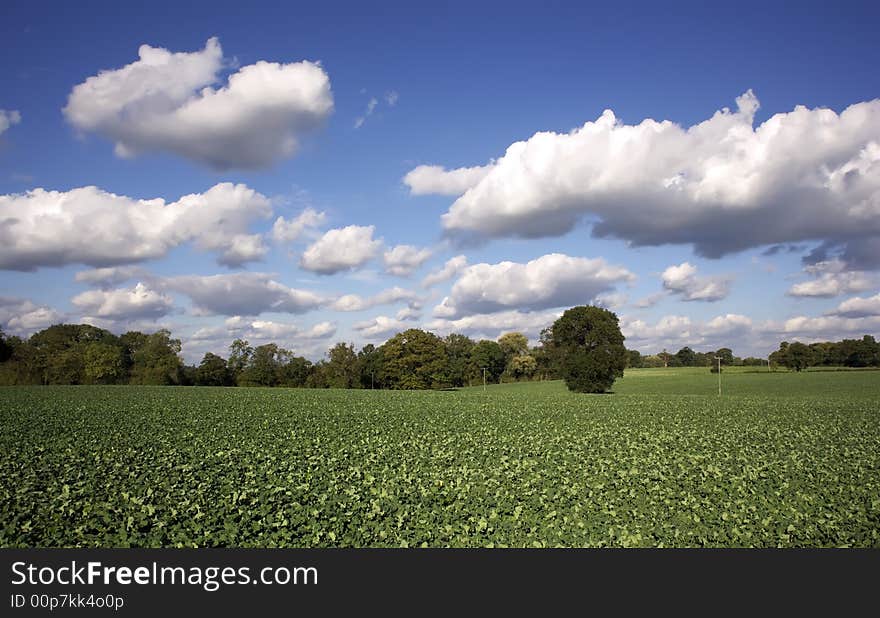 A view over farmland after with crops. A view over farmland after with crops.