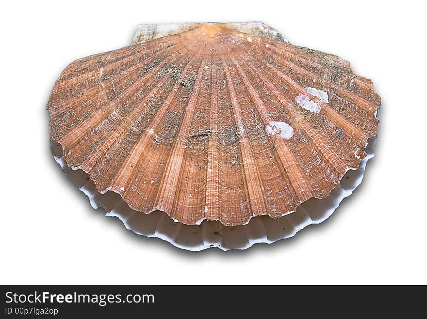 Closeup of a inside seashell (sea shell), scallop over white background. Closeup of a inside seashell (sea shell), scallop over white background