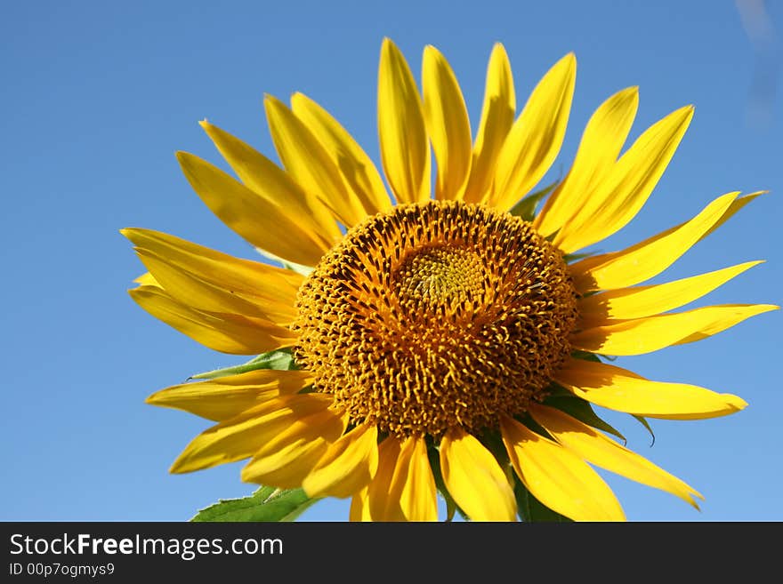 Sunflower on a background of the dark blue sky