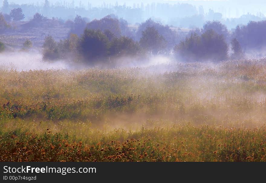 Morning fog on a marge of a wood