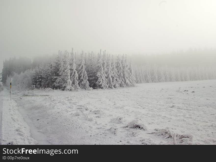 Wood in winter