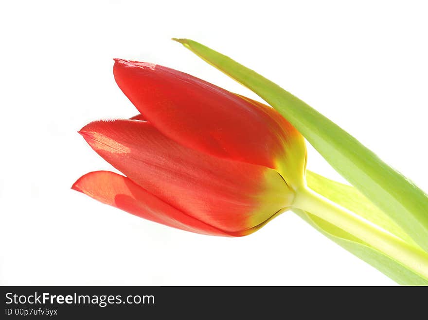 Red tulip flower on white background