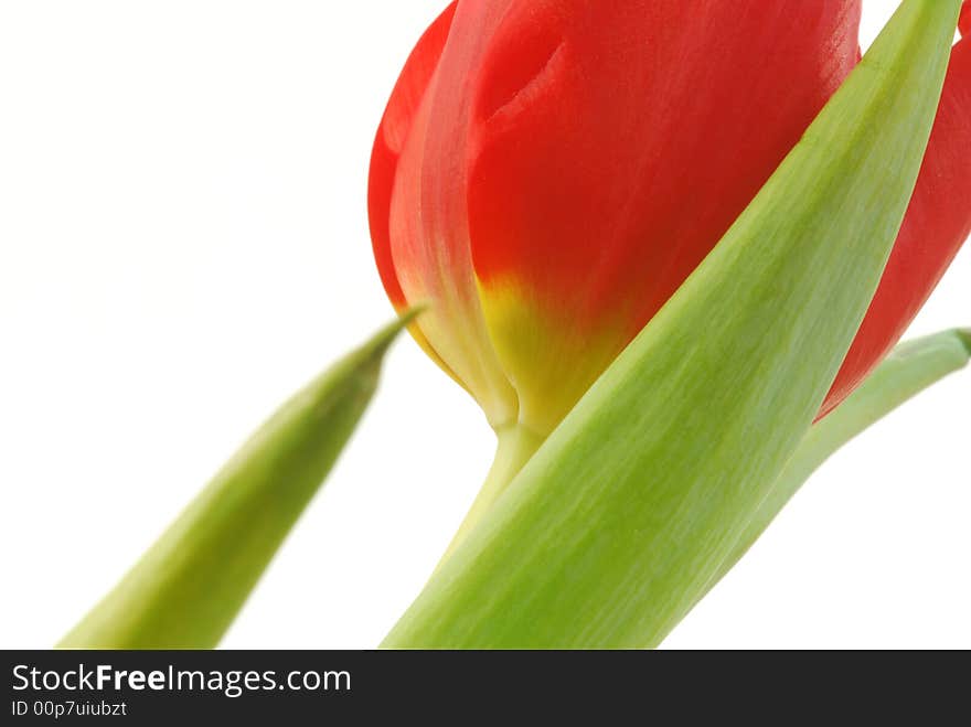 Close up image of red tulips