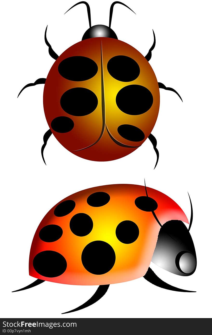 Illustration of a lady bug crawling on a white background. Illustration of a lady bug crawling on a white background