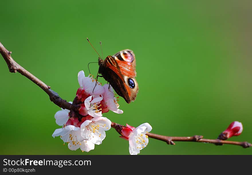 Early butterfly