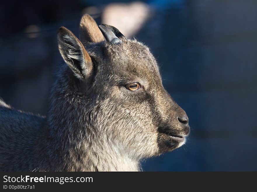 Baby of markhor (lat. Capra falconeri), Himalayan goat-antelope. Picture taken at Moscow zoo. Baby of markhor (lat. Capra falconeri), Himalayan goat-antelope. Picture taken at Moscow zoo.