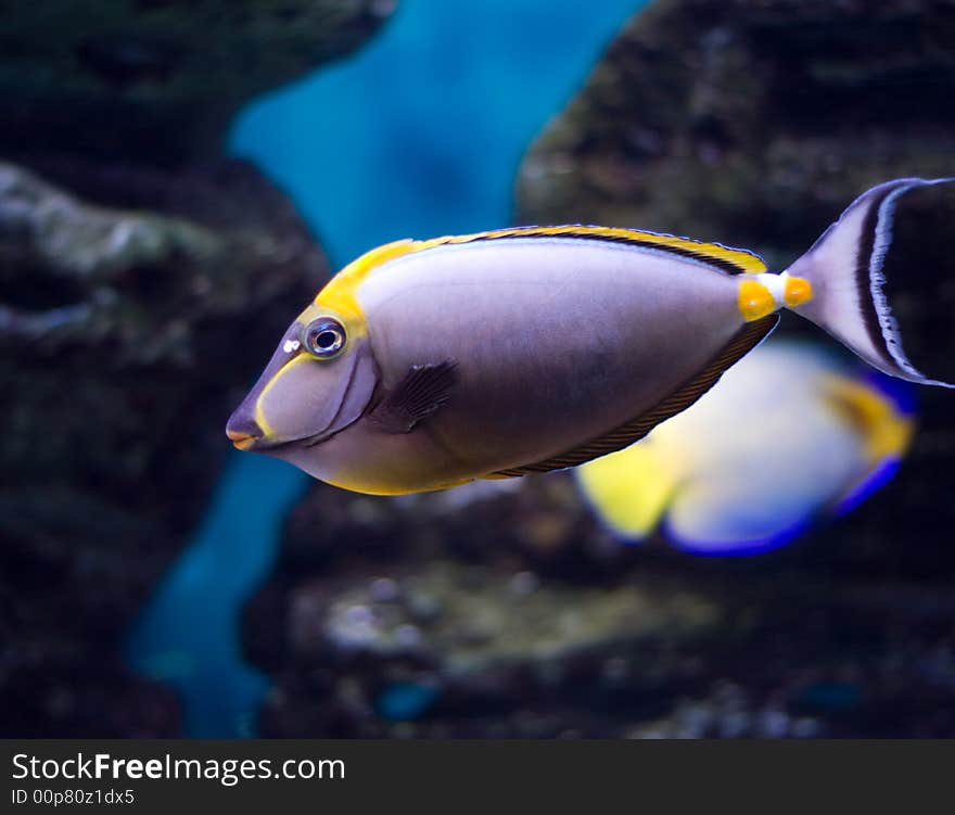 Orangespine unicornfish (lat. Naso  lituratus) in aquarium