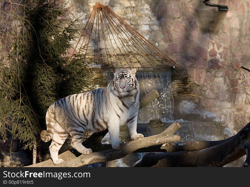 White Amur Tiger on a waterfall