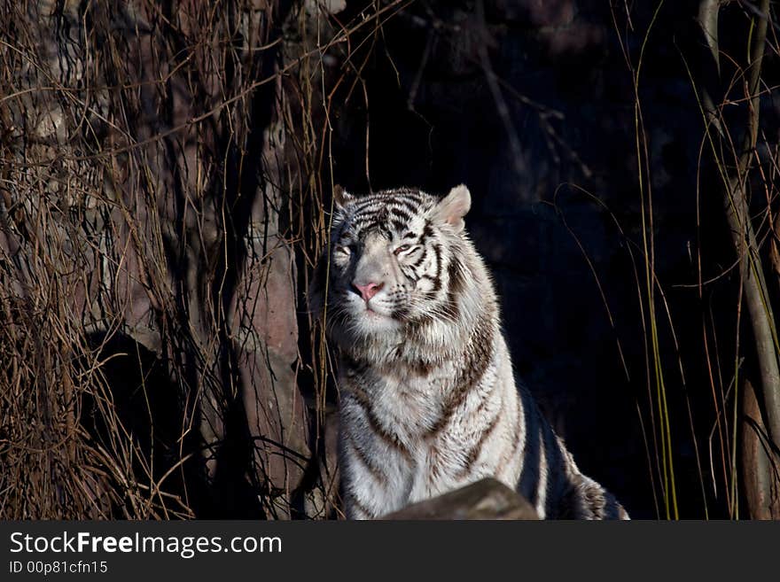 Amur Tiger