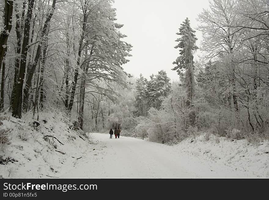 Winter trip trough the snowy and hoary forest.