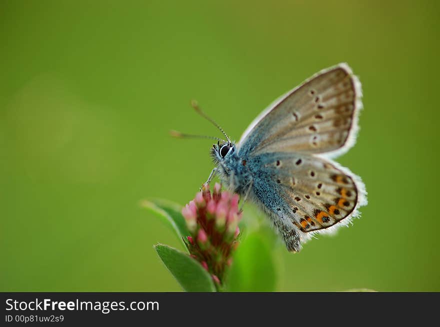 Gaudy butterfly