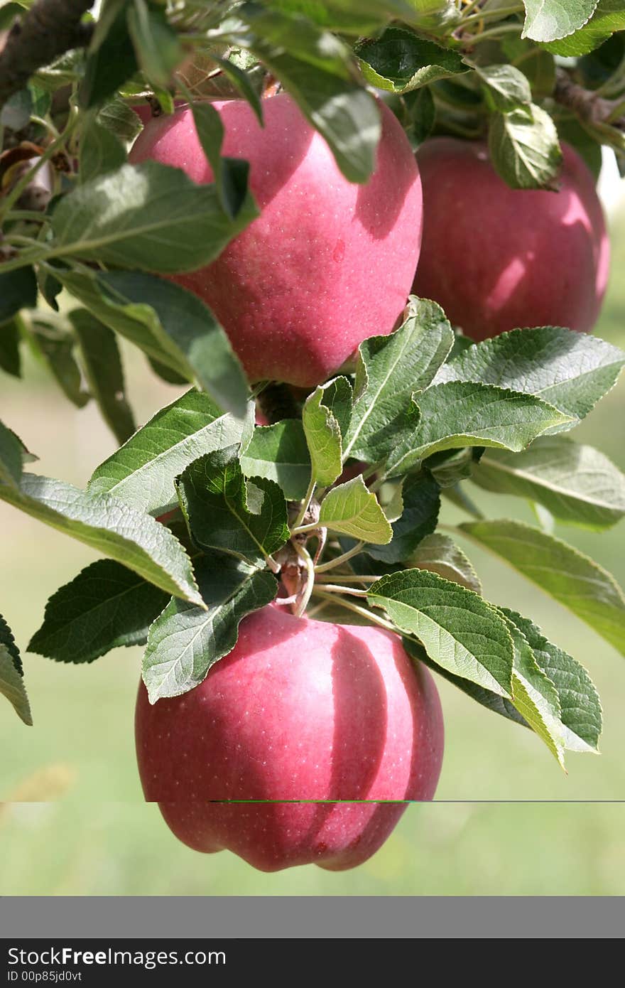 Apples on the vine in the Hood River Valley , Oregon