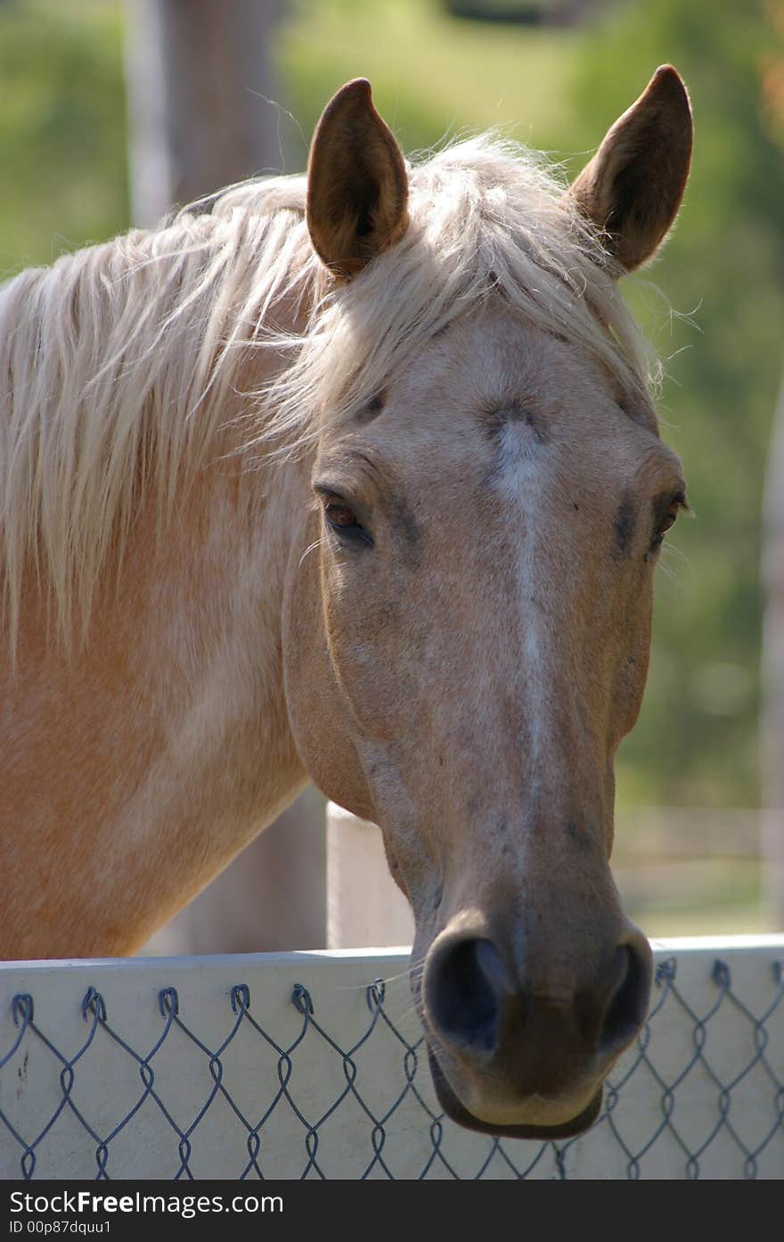 Friendly Horse