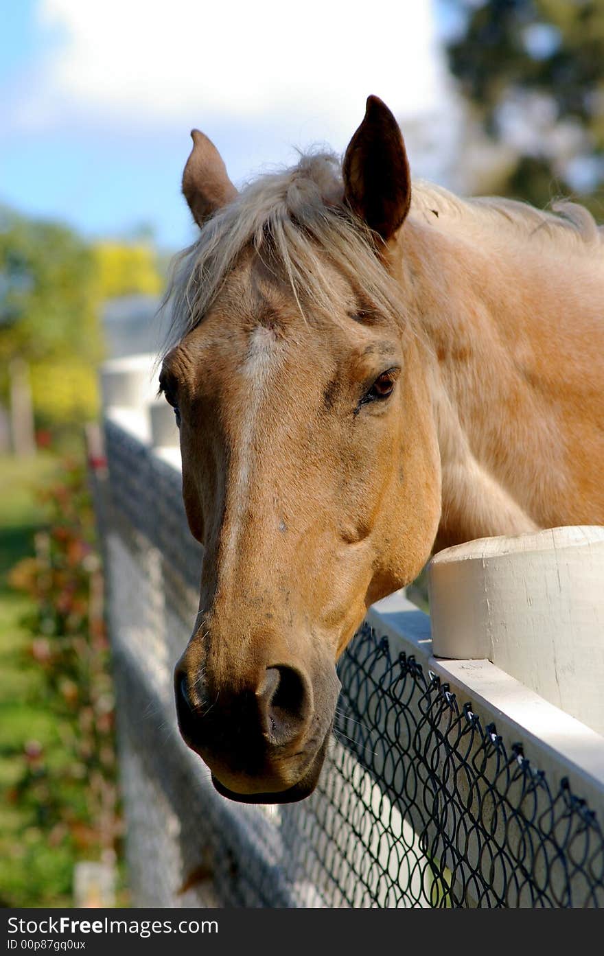 Friendly Horse